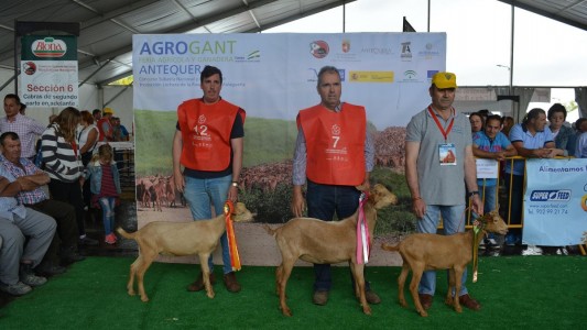 Concurso Nacional de Raza Caprina en 'Agrogant' de Antequera
