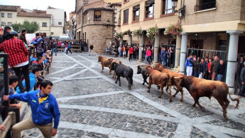 Encierros taurinos en las Fiestas de San Miguel en Ágreda