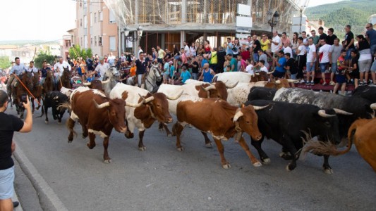 Los Festejos Taurinos centran la Feria y Fiestas de San Roque en Blanca
