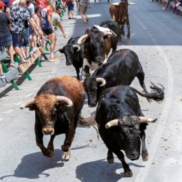 feria-fiestas-san-roque-encierros-blanca-cartel-2025