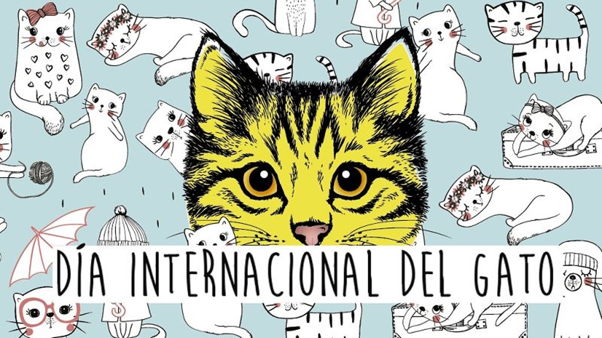 dia-internacional-gato-2