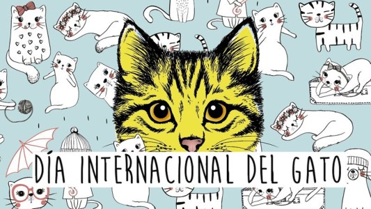 El gato celebra en tres ocasiones al año su Día Internacional